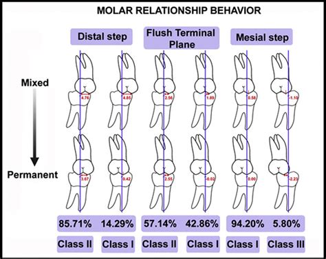 relationship between molar area and diet quality